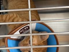 -瑞派康怡24h宠物医院·犬猫医疗中心·微创绝育(瑞景分院)