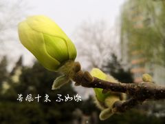 -九头鸟酒家(四道口店)
