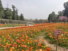 -秀丽东方