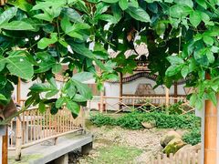 -上海都市菜园