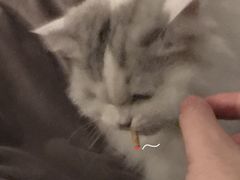 -瑞派名望24h动物医院异宠专科·猫专科·骨科·重症监护分院