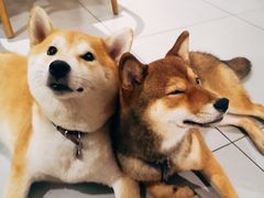 -柴务处·柴犬主题狗咖