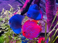 -上海海洋水族馆