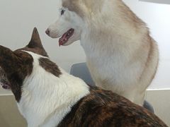 -Let's go狗咖·猫咖·奶狗·桌游(春熙路IFS店)
