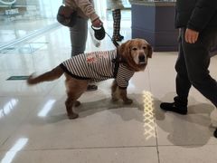 -帕帕拉兹宠物(亚洲旗舰店)