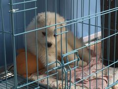 -翊宠yipet猫狗购宠庄园犬舍•猫舍