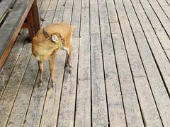 -普洱太阳河森林公园