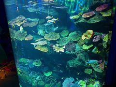 -暹罗海洋世界