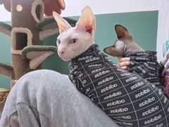-团子家猫咪猫咖馆·柯基·柯尔鸭