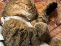 -纳吉亚猫专科动物诊疗中心(蒋宅口分院)