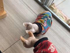 -藏猫猫咖啡主题馆(中央大道店)