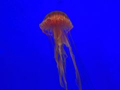 -上海海洋水族馆