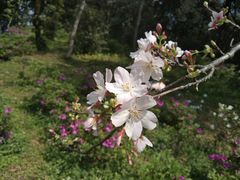 -中国科学院华南植物园