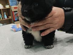 -安安宠医·臻爱宠物医院·宠保定点(营门口路分院)