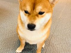 -柴源莊·柴小宠柴犬咖啡