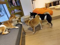 -南京Hallo宠物乐园·哈罗犬舍·柴犬繁育基地