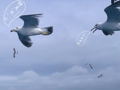 -海驴岛(荣成市)