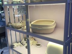 -喵的天空名猫咖啡馆·撸猫·猫舍·用品