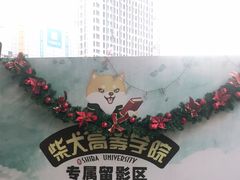 -柴犬高等学院·狗咖·柴犬售卖·宠物训练