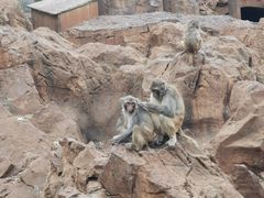 -昆明动物园