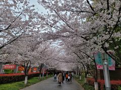 -高东镇樱花园
