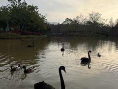 -佛冈森波拉度假区