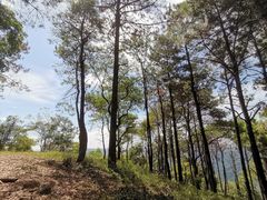 -黄埔油麻山森林公园