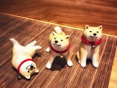 -柴务处·柴犬主题狗咖