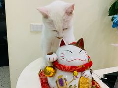 -柚子猫舍·精品猫舍购猫·猫咪认养·购宠·宠物店