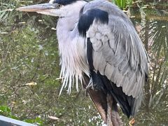 -阿提斯皇家动物园