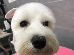 -宠福鑫康馨动物医院·骨科·眼科
