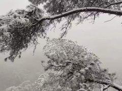 -缙云山景区