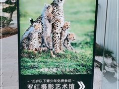 -罗红摄影艺术馆