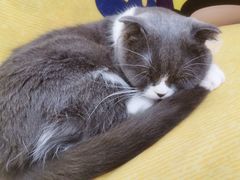 -我爱猫咪·猫咖·狗咖·安哥拉兔·羊驼咖(小寨华旗店)