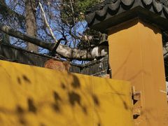 -西园戒幢律寺