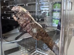-酷以爬仙阁实体爬宠店·守宫·蜥蜴·专业繁育