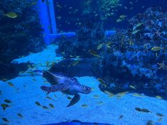 -海合安成都极地海洋公园