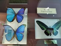 -上海昆虫博物馆