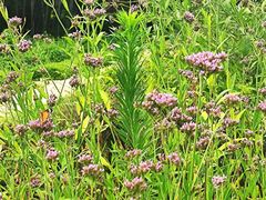 -广西壮族自治区药用植物园