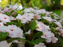 -上海鲜花港