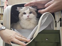 -北京观赏动物医院·24小时大型综合·猫专科·异宠专科
