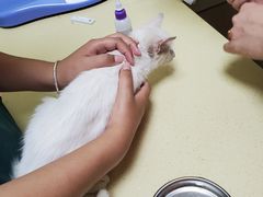 -乖乖宠物医院·猫科·急重症中心(车站北路分院)