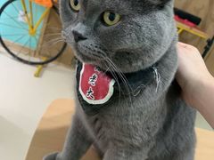 -猫在这儿猫咪咖啡馆·撸猫馆