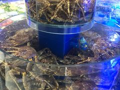 活的帝王蟹-新海渔港·胶东海鲜家常菜·家宴(奥体中心店)