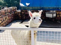 -J Create城市露营咖啡·简餐·宠物(上海动物园店)