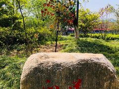 -高东镇樱花园