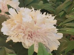 -洛阳市隋唐城遗址植物园