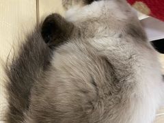 -李小姐の猫咖啡馆(五角场店)