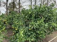 -前小桔亲子创意农场·草莓采摘·露营烧烤