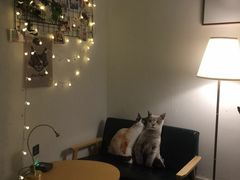 -豆老板的猫咖啡(碑林博物馆店)